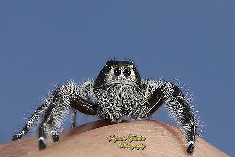 Jumping Spider, Hyllus diardi, Salticidae - Male  Geotagged,Hyllus diardi,Indonesia,Spring