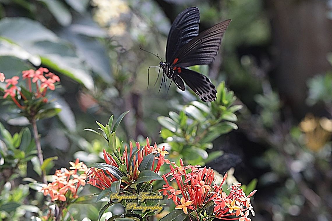 Great Mormon Butterfly, Papilio memnon memnon-Male "flying over the Ashoka flowers"  Geotagged,Great Mormon,Indonesia,Papilio memnon,Spring