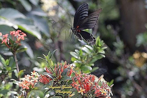 Great Mormon Butterfly, Papilio memnon memnon-Male "flying over the Ashoka flowers"  Geotagged,Great Mormon,Indonesia,Papilio memnon,Spring