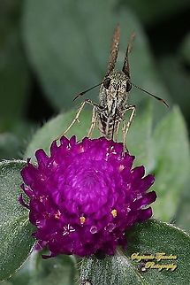 Skipper Butterfly, The Bright Long-spot Flitter (Isma damocles) - "sucking nectar on the Globe amaranth flower, Gomphrena Globosa"  Geotagged,Indonesia,Isma damocles,Spring
