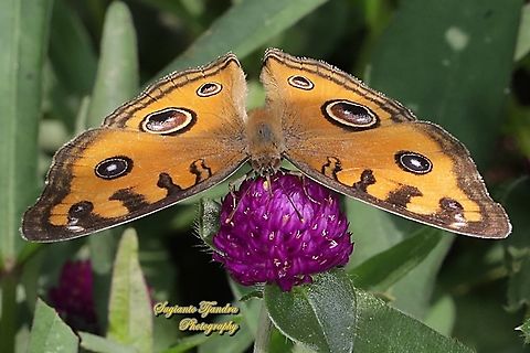 The peacock pansy butterfly, Junonia almana - upperside "sucking nectar on the Globe amaranth flower, Gomphrena Globosa"  Geotagged,Indonesia,Junonia almana,Peacock pansy,Spring