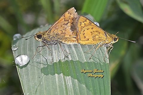 Skipper butterfly, Telicota augias (Palm Dart) - "mating"  Geotagged,Indonesia,Spring,Telicota augias
