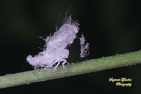 Ricaniid Planthopper Nymph (Ricaniidae)  Geotagged,Indonesia,Spring