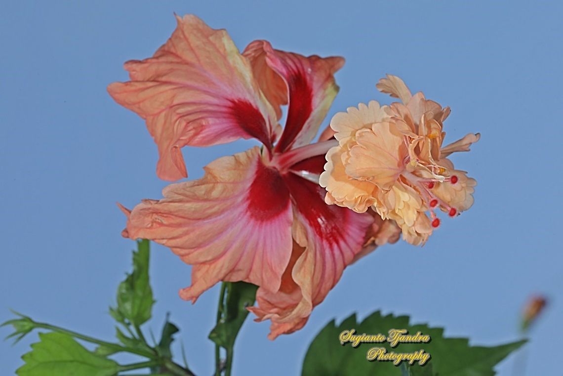 Hibiscus flower/Kembang Sepatu, Hibiscus rosa-sinensis  Chinese hibiscus,Geotagged,Hibiscus rosa-sinensis,Indonesia,Spring