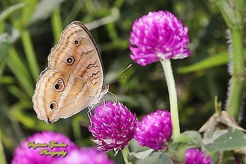 The peacock pansy butterfly, Junonia almana - lowerside "sucking nectar on the Globe amaranth flower, Gomphrena Globosa"  Geotagged,Indonesia,Junonia almana,Peacock pansy,Spring
