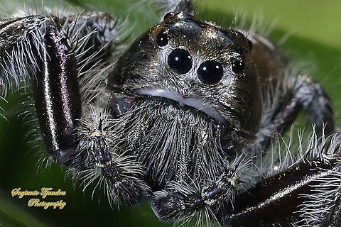 Jumping Spider, Hyllus diardi, Salticidae - Male  Geotagged,Hyllus diardi,Indonesia,Spring