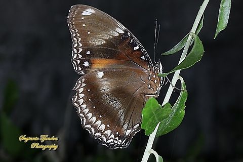 Jacintha Eggfly, Hypolimnas bolina jacintha - lowerside, female  Geotagged,Great eggfly,Hypolimnas bolina,Indonesia,Spring