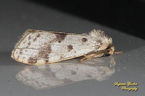 Tussock Moth, Lymantriinae  Geotagged,Indonesia,Spring