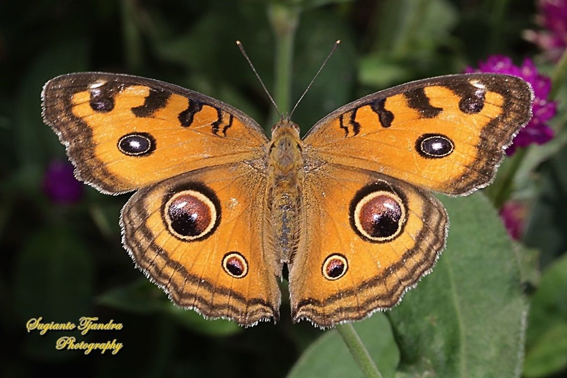 The peacock pansy butterfly, Junonia almana - upperside  Geotagged,Indonesia,Junonia almana,Peacock pansy,Spring