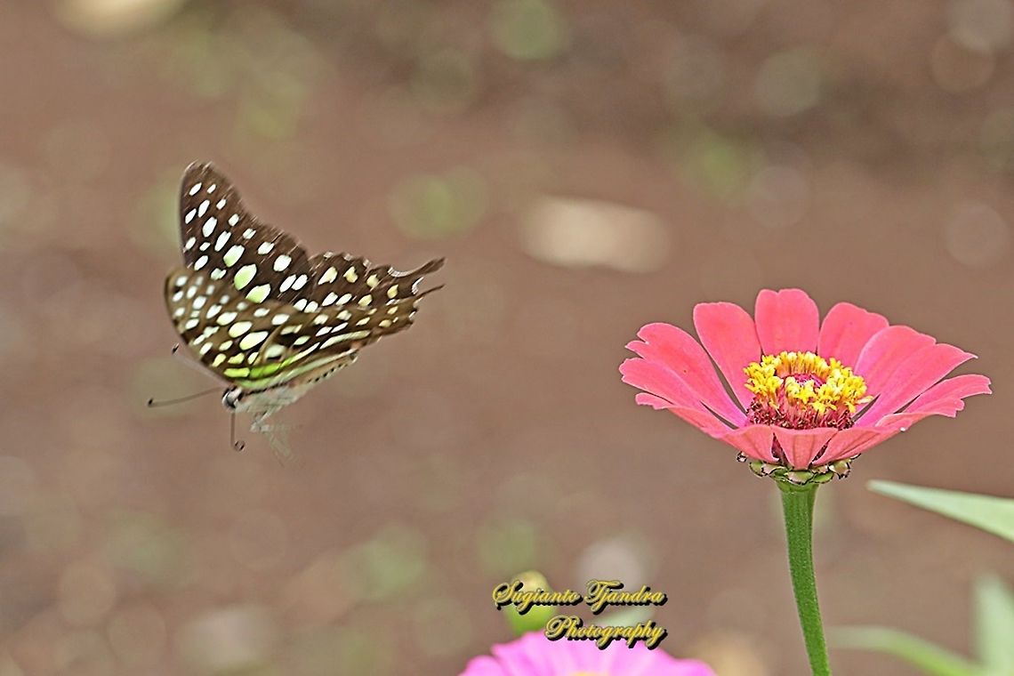 The Tailed Jay Butterfly, Graphium agamemnon - "flying over the Zinnia flower"  Geotagged,Graphium agamemnon,Indonesia,Spring,Tailed Jay