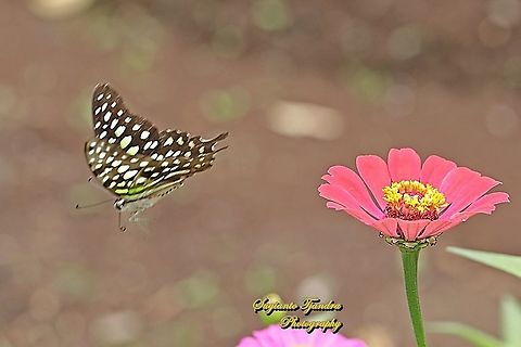 The Tailed Jay Butterfly, Graphium agamemnon - "flying over the Zinnia flower"  Geotagged,Graphium agamemnon,Indonesia,Spring,Tailed Jay
