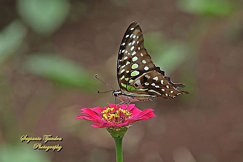 The Tailed Jay Butterfly, Graphium agamemnon - "fsucking nectar on the Zinnia flower"  Geotagged,Graphium agamemnon,Indonesia,Spring,Tailed Jay