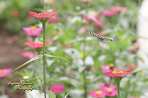The Tailed Jay Butterfly, Graphium agamemnon - "flying over the Zinnia flower"  Geotagged,Graphium agamemnon,Indonesia,Spring,Tailed Jay