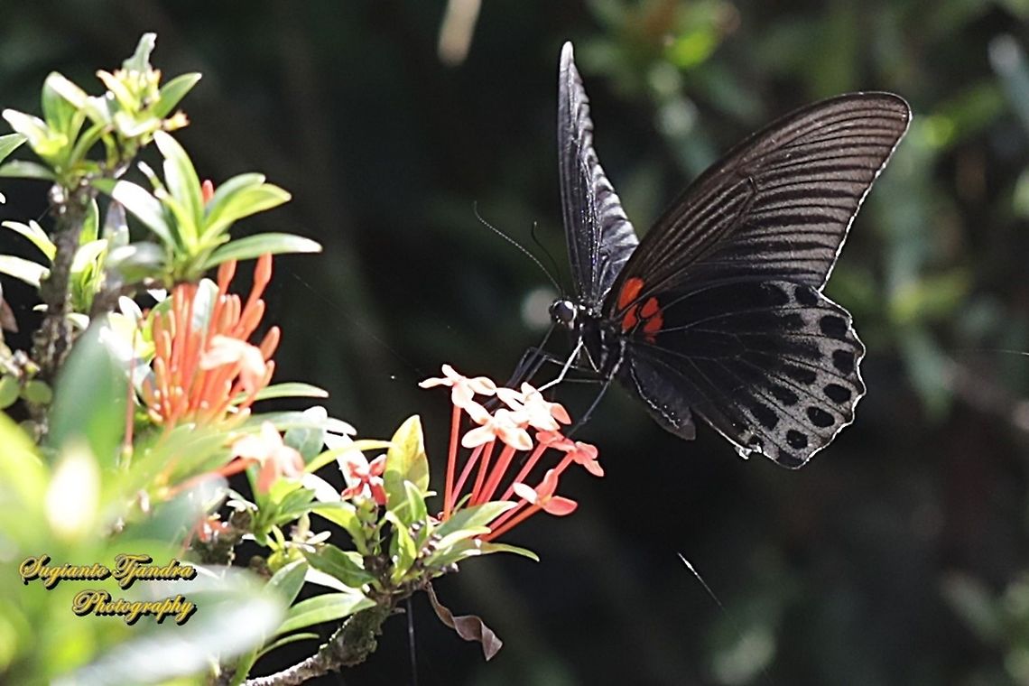 6U8A1605_131220  Geotagged,Indonesia,Spring