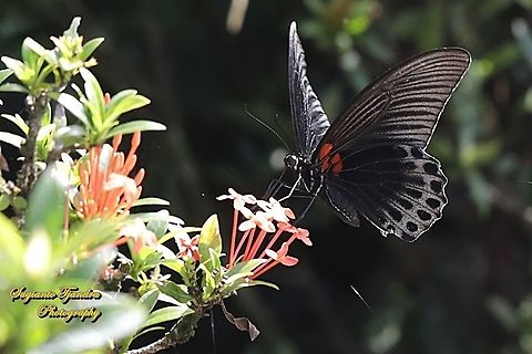 6U8A1605_131220  Geotagged,Indonesia,Spring