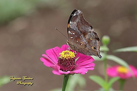 Autumn leaf butterfly, Doleschallia bisaltide - "sucking nectar on the Zinnia flower"  Autumn leaf,Doleschallia bisaltide,Geotagged,Indonesia,Spring
