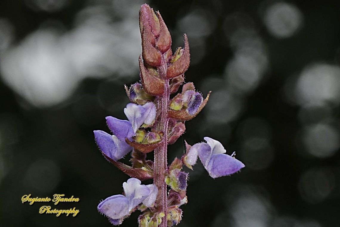 Coleus flower, Coleus scutellarioides  Coleus,Coleus scutellarioides,Geotagged,Indonesia,Spring