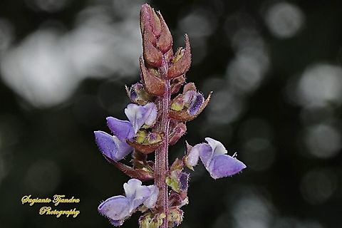 Coleus flower, Coleus scutellarioides  Coleus,Coleus scutellarioides,Geotagged,Indonesia,Spring