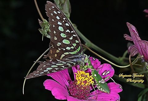 A Tailed Jay Butterfly, Graphium agamemnon was preyed by a flower mantis, Creobroter Sp.  Geotagged,Graphium agamemnon,Indonesia,Spring,Tailed Jay