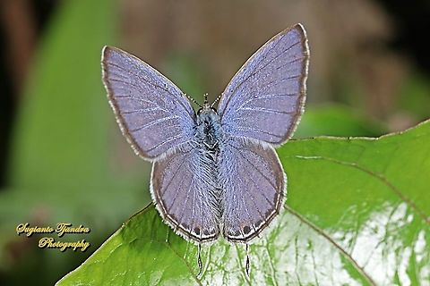 Cycad Blue Butterfly, Chilades pandava pandava - upperside  Chilades pandava,Geotagged,Indonesia,Plains Cupid,Spring