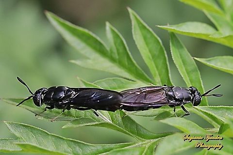 Black Soldier Fly, Hermetia illucens - mating  Geotagged,Hermetia illucens,Indonesia,Spring