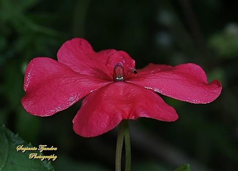 Impatiens flower, Impatiens walleriana  Busy Lizzy,Geotagged,Impatiens walleriana,Indonesia,Spring