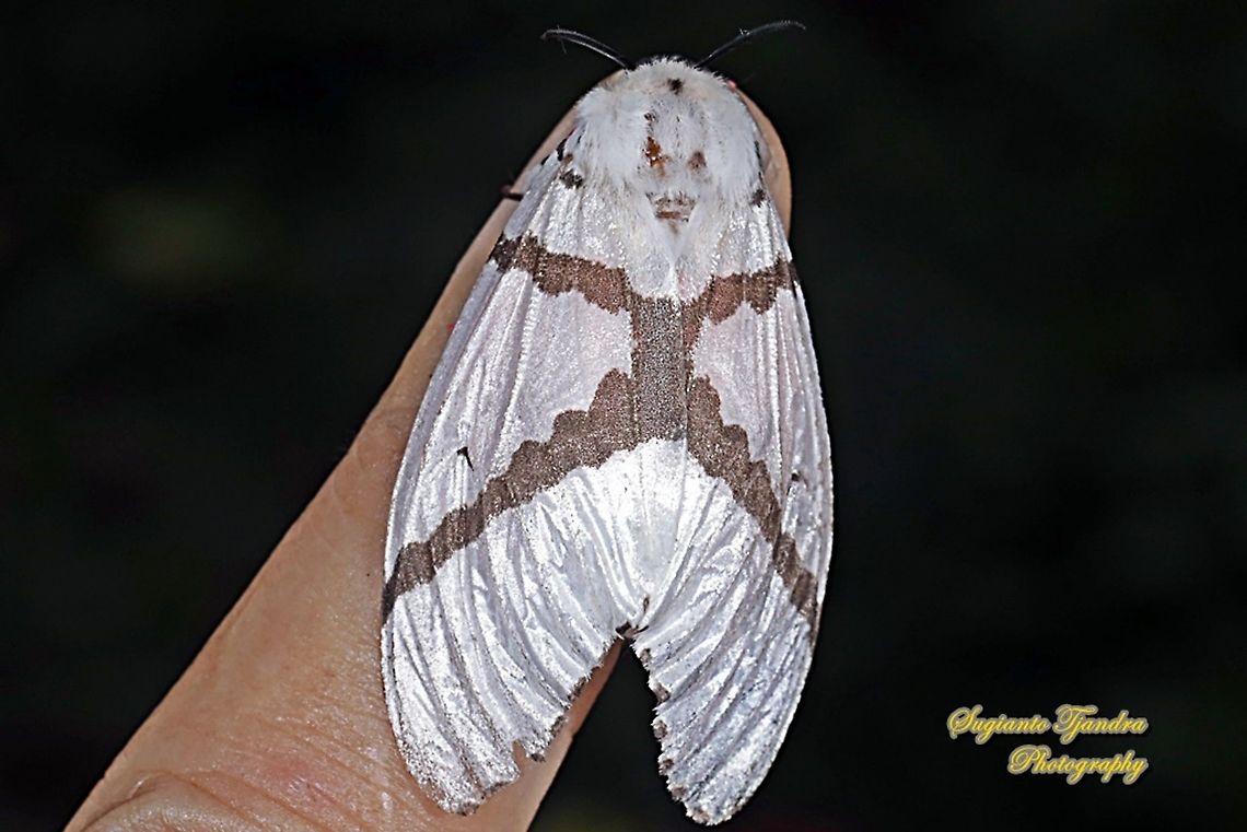 Tussock Moth, Lymantria sapaensis, Lymantriinae  Geotagged,Indonesia,Lymantria sapaensis,Spring