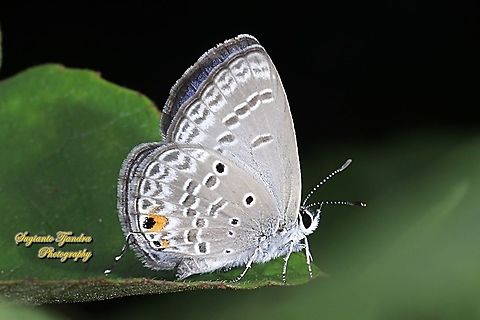 Cycad Blue Butterfly, Chilades pandava pandava - lowerside  Chilades pandava,Geotagged,Indonesia,Plains Cupid,Spring
