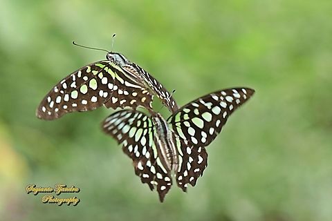 A pair of Tailed Jay Butterfly, Graphium agamemnon - "flying together"  Geotagged,Graphium agamemnon,Indonesia,Spring,Tailed Jay