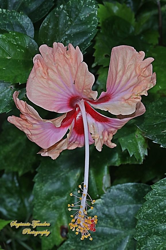 Hibiscus flower/Kembang Sepatu, Hibiscus rosa-sinensis  Geotagged,Indonesia,Spring