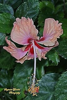 Hibiscus flower/Kembang Sepatu, Hibiscus rosa-sinensis  Geotagged,Indonesia,Spring