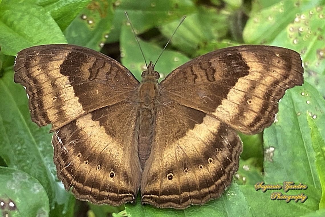 The Chocolate Pansy Butterfly, Junonia Iphita  Chocolate soldier,Geotagged,Indonesia,Junonia iphita,Spring