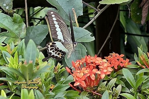 The banded swallowtail butterfly, Papilio demolion demolion - female "sucking nectar on the Ashoka flower"  Banded Swallowtail,Geotagged,Indonesia,Papilio demolion,Spring