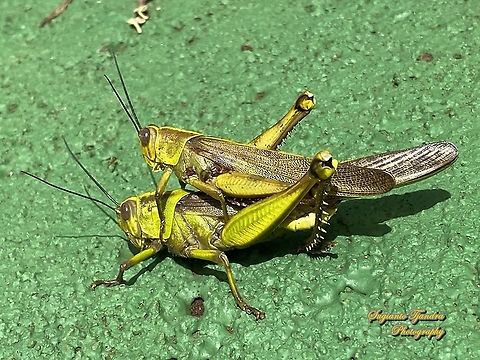 Javanese Grasshopper, Valanga nigricornis, Acrididae - "mating"  Geotagged,Indonesia,Javanese grasshopper,Spring,Valanga nigricornis