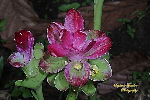 Pink Wild Turmeric Flower, Curcuma aromatica  Curcuma aromatica,Geotagged,Indonesia,Spring