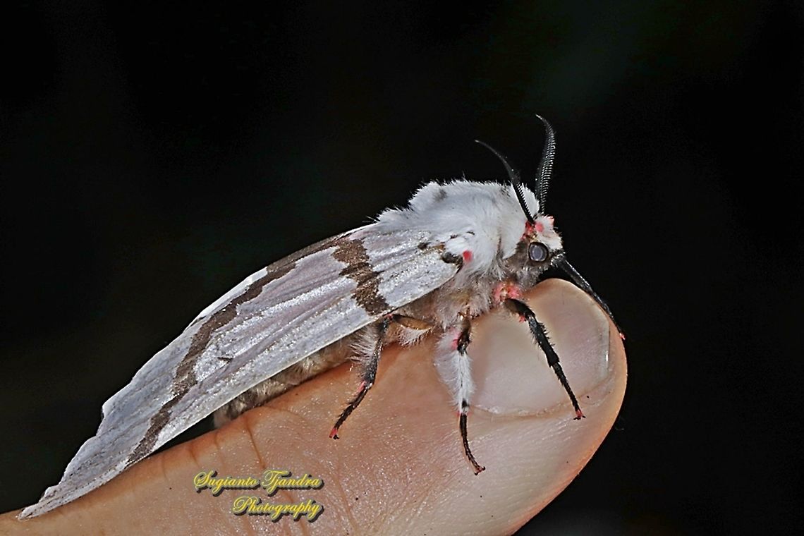 Tussock Moth, Lymantria sapaensis, Lymantriinae  Geotagged,Indonesia,Lymantria sapaensis,Spring