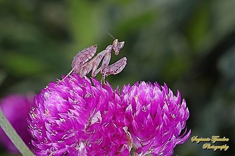 Flower mantis Nymph - Creobroter Sp "standing on the Globe amaranth flower, Gomphrena Globosa"  Geotagged,Indonesia,Spring