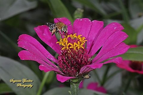 Blue Banded Bee, Amegilla zonata, Amegilla Sp "sucking nectar on the Zinnia flower"  Amegilla zonata,Geotagged,Indonesia,Spring