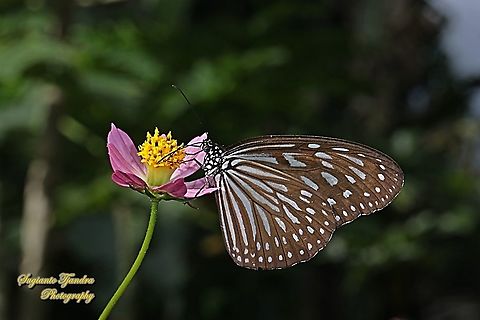 Blue Glassy Tiger Butterfly, Ideopsis vulgaris "sucking nectar on the Bunga Kenikir Ungu (Cosmos caudatus)"  Blue Glassy Tiger,Geotagged,Ideopsis vulgaris,Indonesia,Spring