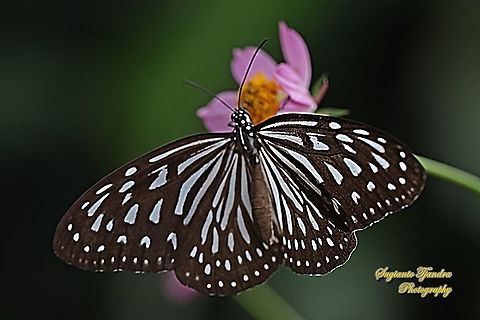 Blue Glassy Tiger Butterfly, Ideopsis vulgaris - upperside "sucking nectar on the Bunga Kenikir Ungu (Cosmos caudatus)"  Blue Glassy Tiger,Geotagged,Ideopsis vulgaris,Indonesia,Spring