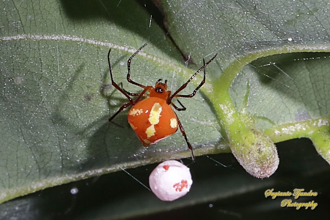 Comb-footed Spider, Chrysso cf angula  Geotagged,Indonesia,Spring