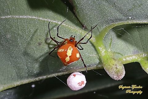 Comb-footed Spider, Chrysso cf angula  Geotagged,Indonesia,Spring