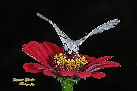 Tussock Moth, Lymantria sapaensis, Lymantriinae "sucking nectar on the Zinnia flower"  Geotagged,Indonesia,Lymantria sapaensis,Spring