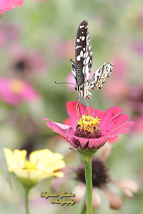 Common Lime butterfly (Papilio demoleus) "sucking nectar on the Zinnia flower"  Geotagged,Indonesia,Lime Swallowtail,Papilio demoleus,Spring