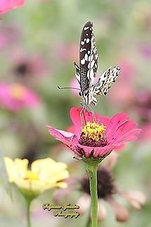Common Lime butterfly (Papilio demoleus) "sucking nectar on the Zinnia flower"  Geotagged,Indonesia,Lime Swallowtail,Papilio demoleus,Spring