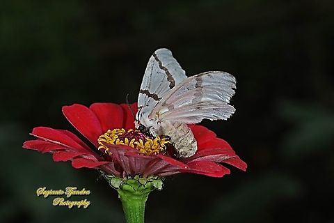 Tussock Moth, Lymantria sapaensis, Lymantriinae "sucking nectar on the Zinnia flower"  Geotagged,Indonesia,Lymantria sapaensis,Spring