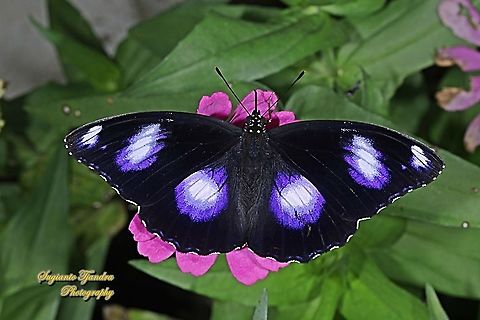 Great eggfly, Hypolimnas bolina - Upperside, male "sucking nectar on the Zinnia flower"  Geotagged,Great eggfly,Hypolimnas bolina,Indonesia,Spring