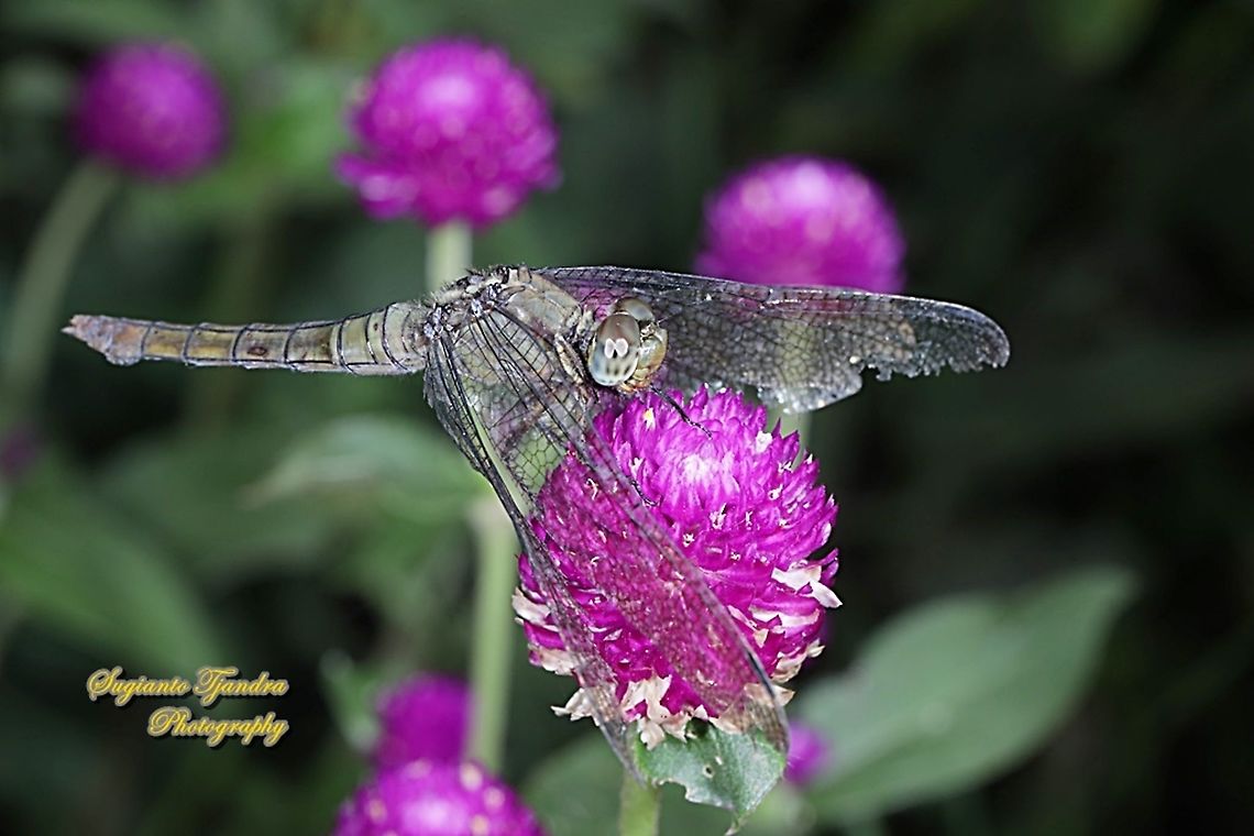 The blue marsh hawk , Orthetrum glaucum - female  Geotagged,Indonesia,Orthetrum glaucum,Spring