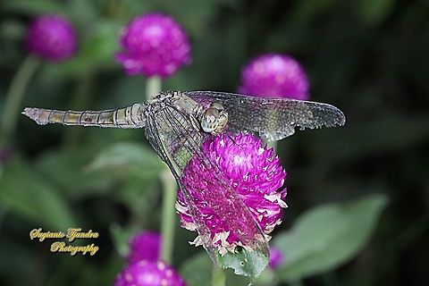 The blue marsh hawk , Orthetrum glaucum - female  Geotagged,Indonesia,Orthetrum glaucum,Spring