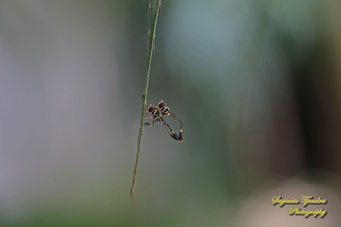 Hoverfly wasp mimicry, Allobaccha sp - "mating"  Geotagged,Indonesia,Spring